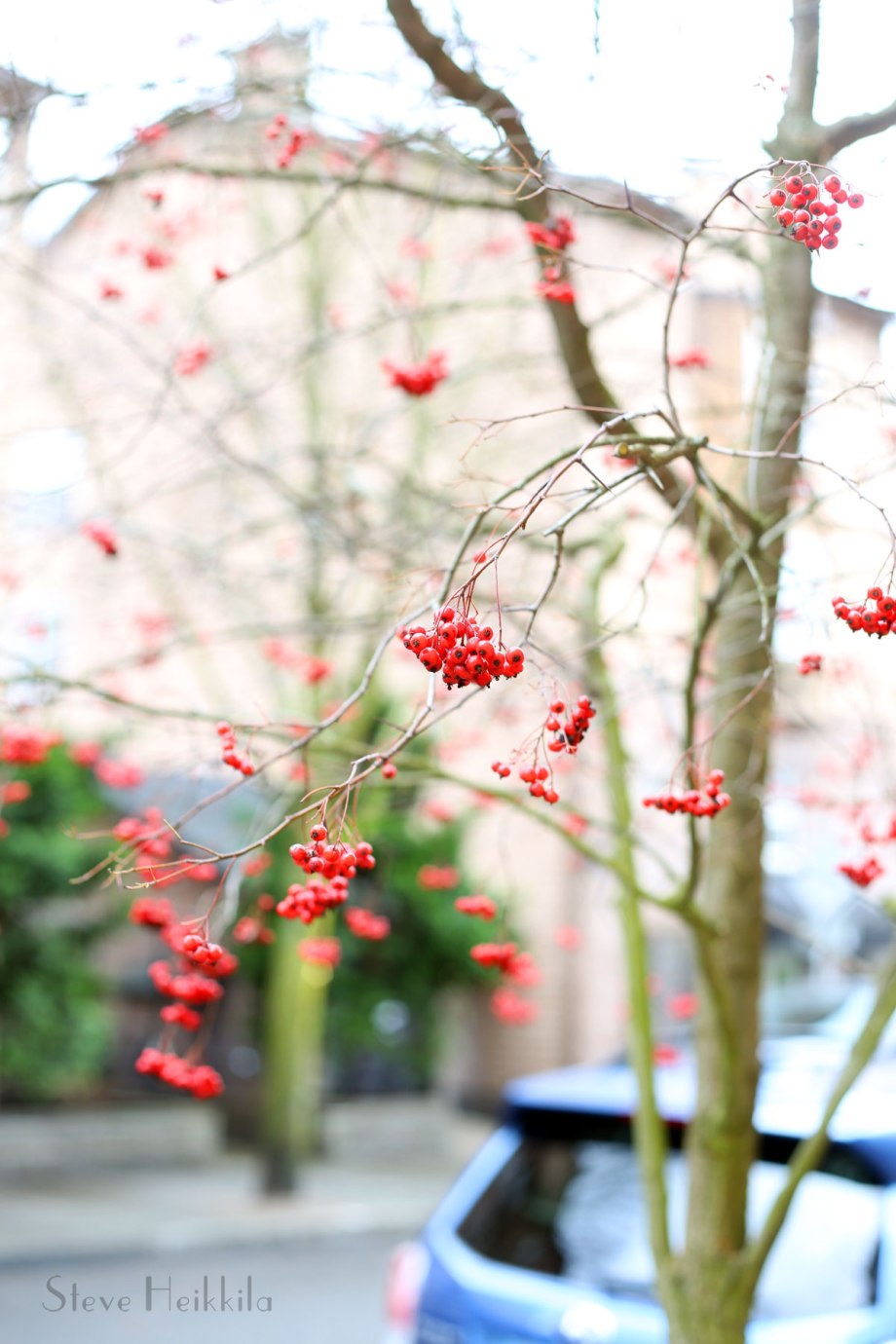 20180111_Red-Fruit-in-Winter