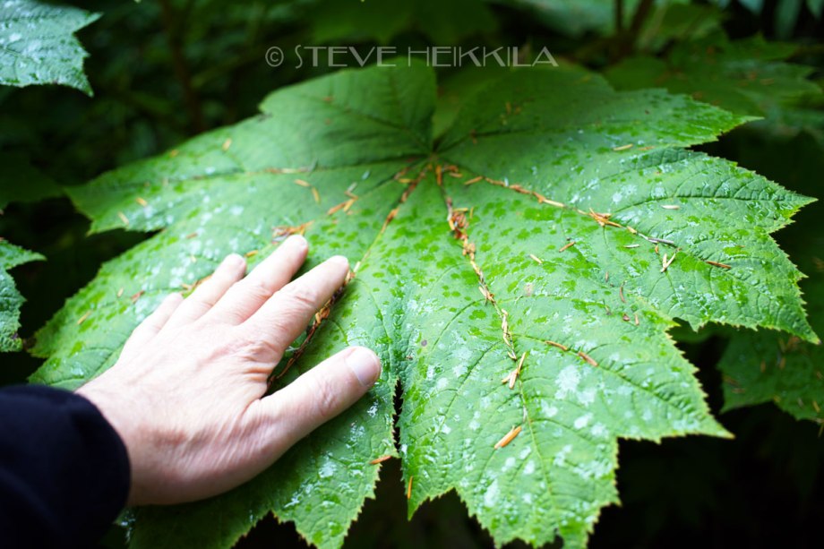 Devils-Club-Leaves-are-huge