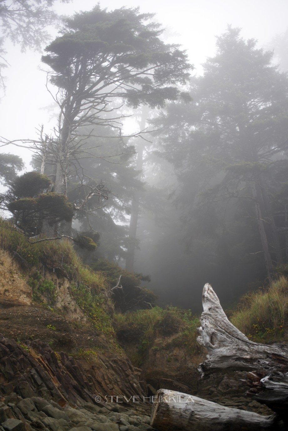 Tree in the fog at beach 4